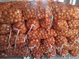 Продается Лук репчатый - фото 3