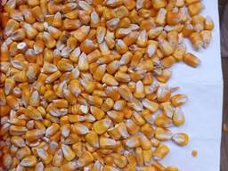 Продам кукурузу фуражную 25000 т