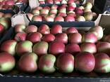 Продам польские яблоки - фото 1