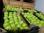 Продам яблоки из Польши - фото 2