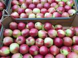Продам яблоки из Польши - фото 5