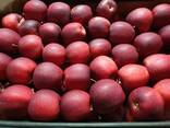 Продам яблоки из Польши - фото 7