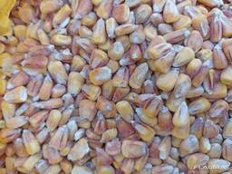 Пшеница1-2й клас, урожай 2022, кукуруза (Wheat, corn, soybean, harvest 2022)