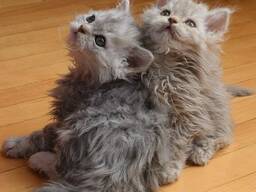 Pūkuoti Selkirk Rex kačiukai prieinami