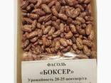 Фасоль Quality 3D beans from Kyrgyzstan