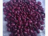 Фасоль Quality 3D beans from Kyrgyzstan