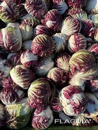 Aukščiausios kokybės radicchio (kilmės šalis – Lenkija)