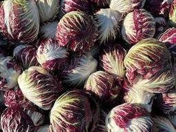 Aukščiausios kokybės radicchio (kilmės šalis – Lenkija)
