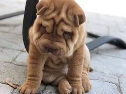 Drąsus šarpejaus šuniukas