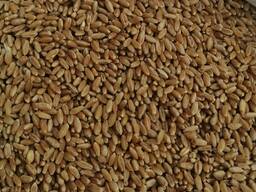 Selling 3000 tons of durum wheat. пшеницы