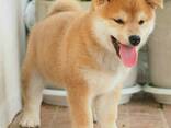 Shiba Inu puppies - фото 2