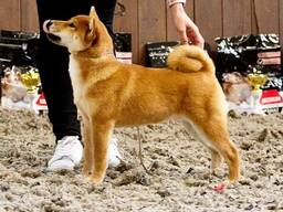 Shiba Inu šuniukas