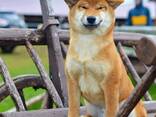 Shiba Inu šuniukas - фото 1