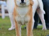 Shiba Inu šuniukas - фото 3