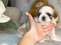 Šie mieli šicu šuniukai ieško savo amžinų namų.