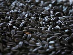 Siūlome saulėgrąžų sėklas