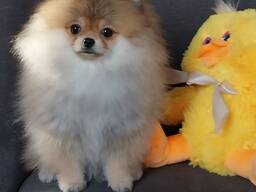 Špicų šuniuką atiduosiu į geras rankas