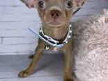 Susipažinkite su mūsų žaviuoju čihuahua šuniuku - фото 1