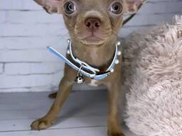 Susipažinkite su mūsų žaviuoju čihuahua šuniuku