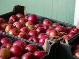 Свежие яблоки от производителя - фото 1