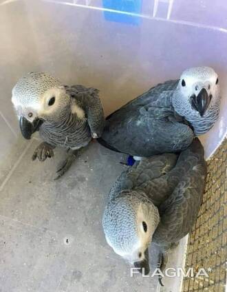 Taikios afrikinės pilkosios papūgos