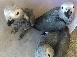 Taikios afrikinės pilkosios papūgos