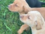 Turiu nuostabius labradoro šuniukus, kurie netrukus bus pasiruošę keliauti į savo amžinus - photo 3