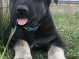 VEO East European shepherd puppies - photo 1
