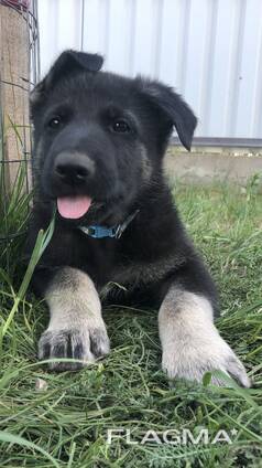 VEO East European shepherd puppies