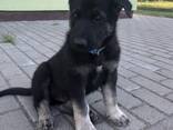 VEO East European shepherd puppies - photo 2