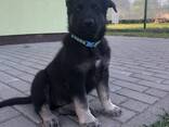 VEO East European shepherd puppies - photo 3
