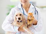 Ветеринарный фельдшер/Veterinarian assistant - photo 1