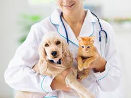 Ветеринарный фельдшер/Veterinarian assistant