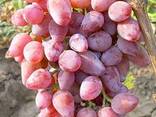 Виноград сорт тоифи из Узбекистана