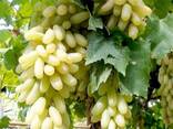 Виноград сортов Хусайни из Узбекистана - фото 3
