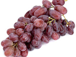 Виноград сорт Ризамат из Узбекистана