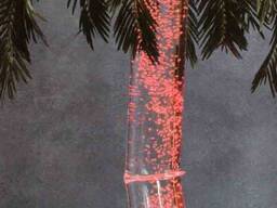 Водно пузырьковая пальма