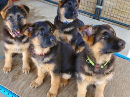 Geriausi Europos vokiečių aviganių šuniukai