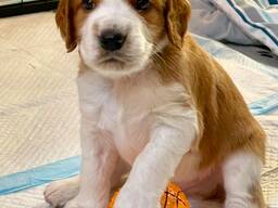 Welsh Springer Spaniel puppies