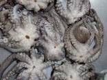Whole Clean Octopus — Frozen - фото 1