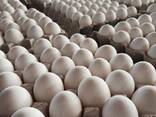 Wholesale Organic Fresh Chicken Table Eggs &amp; Fertilized Hatching Eggs/ Farm Table eggs - фото 2
