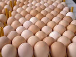 Wholesale Organic Fresh Chicken Table Eggs &amp; Fertilized Hatching Eggs/ Farm Table eggs - фото 3