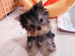 Žavingas jorkšyro šuniukas ieško mylinčių namų