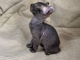 Žavingi Devono Rekso kačiukai