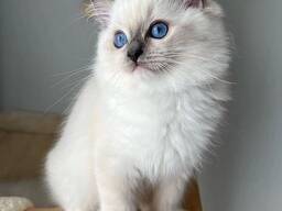 Žavingi Ragdoll veislės kačiukai pasiruošę mylintiems namams